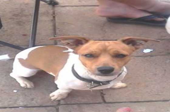 JACK RUSSELL MISSING