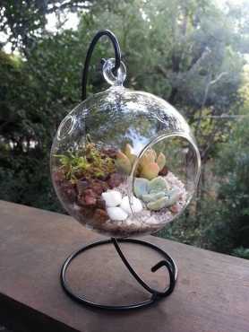 Live Terrariums