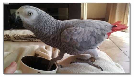 Lost Congo African Grey