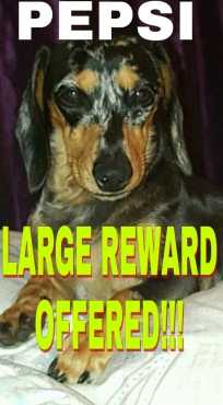 LOST DACHSHUND