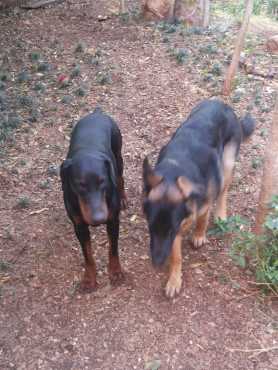 LOST DOG German Shepard - Pretoria
