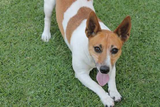 Lost Jack Russell Female- 22 August 2016 - Birch Acres, Kempton Park