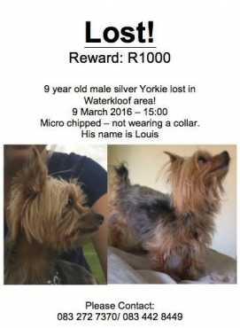 Lost Yorkie