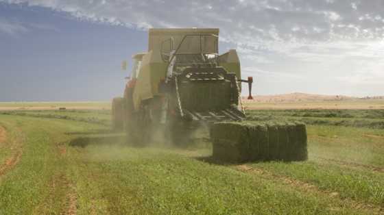 Lucerne Hay Bales