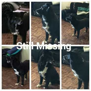 Missing Border Collie