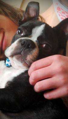 MISSING BOSTON TERRIER