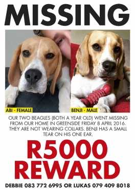 Missing Dogs