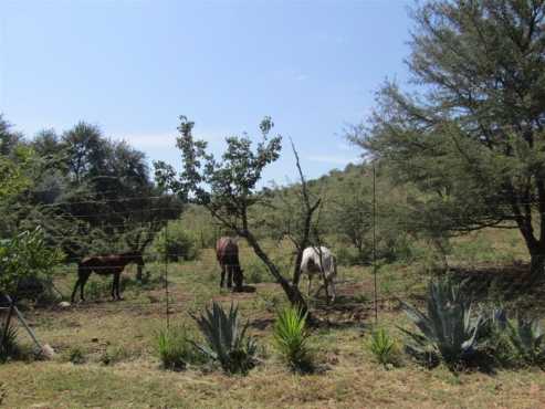 NABOOMSPRUIT 32ha bushveld farm