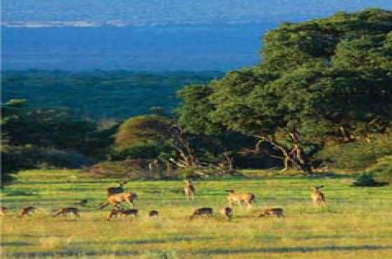 Nyathi Private Game Lodge, Mabula Game Reserve