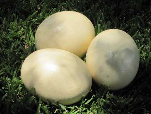 Ostrich Egg Shells for sale R100 each