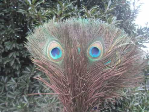 Peacock feathers for wedding