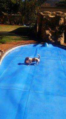 Pool cover