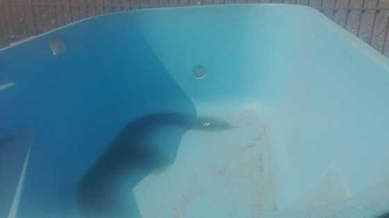 Pool Shell For Sale