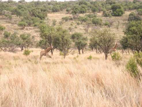 Price reduced 21 ha bushveld paradise close to all amenities R880 000