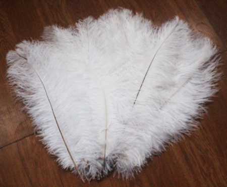 Quality ostrich feathers for sale