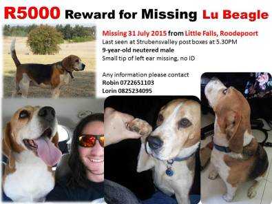 R5000 REWARD FOR MISSING BEAGLE DOG