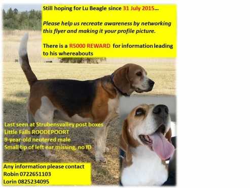 R5000 REWARD FOR MISSING MALE BEAGLE DOG