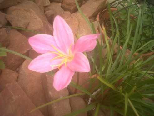 Rain Lilly Bulbs (Zephyranthes) for sale - Centurion