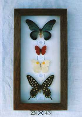 Real framed butterflies.