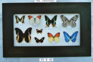 Real framed butterflies.