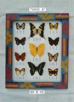 Real framed butterflies (each)