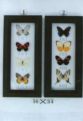 Real Framed Butterflies (each)