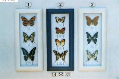 Real Framed Butterflies (each)