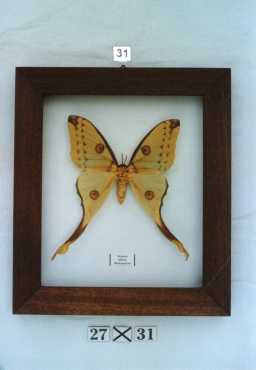 Real framed butterfly