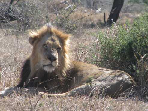 Satara Camping (Kruger National Park, July 2017)