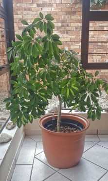 Schefflera in water control system