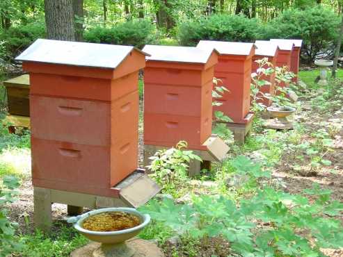 Sites to place bee hives