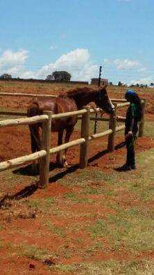 Stables to let