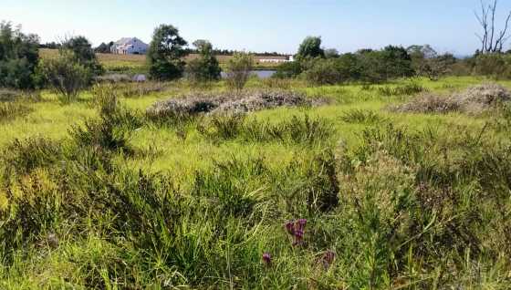 TSITSIKAMMA 1243 sqm. Land For Sale or to Swop amp Trade  Price 395k.