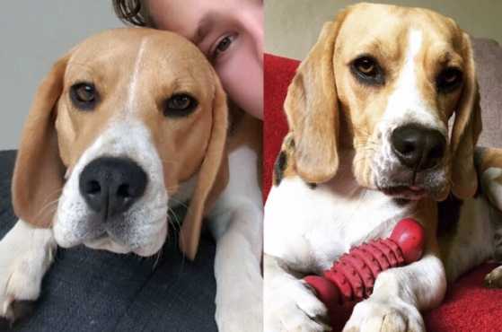 Two Beagle Dogs STOLEN