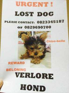 URGENT lost dog