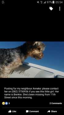 Yorkie, Bienkie, missing Linden Area