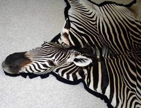 Zebra flat skin