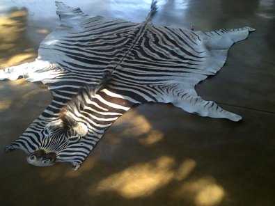 Zebra skims for sale