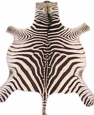 Zebra Skin Grade A