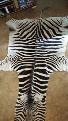 zebra velle