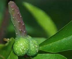 +" Strong and permanent manhood enlargement herb +27630699577 *@@