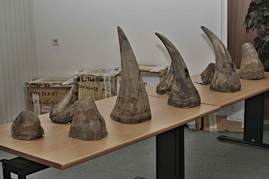 What Can I Do with My ElephantIvory & Rhino Horns What’s App On? +27781701667