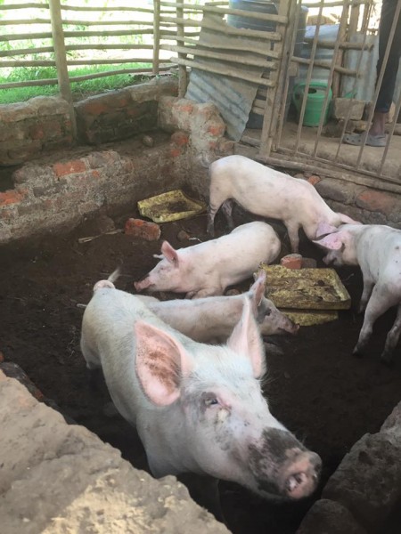 South African gilt pigs suppliers