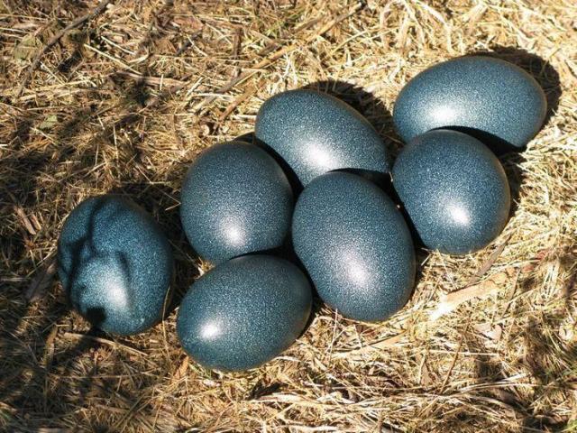 MAGIC EGG CAN MAGICALLY TURN YOUR FINANCES AROUND +27734009912