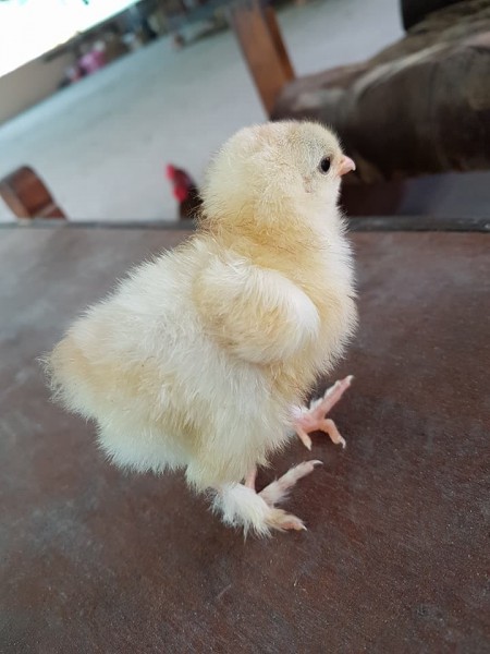 Buy Day old and layer chickens online