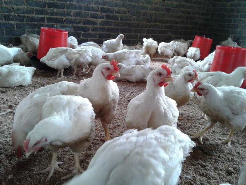Livestock, Poultry, Frozen Chicken, Ostrich, Pigs & Animal Feed For Sale Whatsapp +27631521991