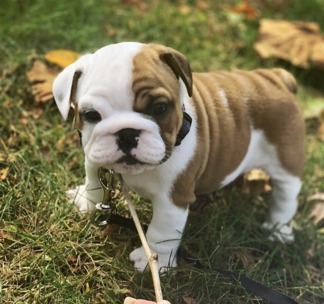 Adorable English Bulldog Puppies for Sale – Healthy & Well-Socialized