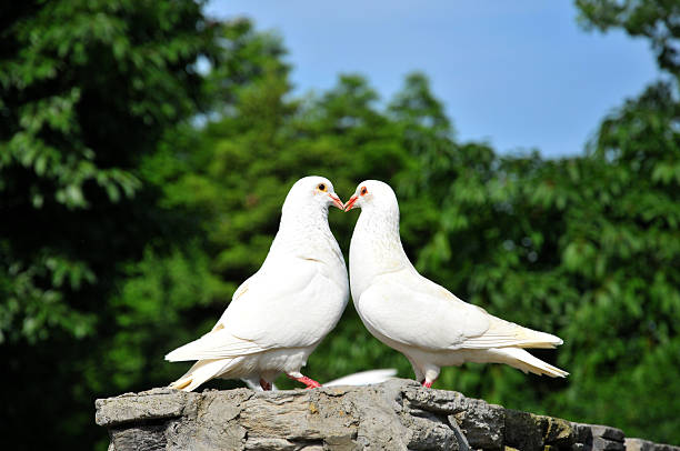    Bring Back Lost Lover Spell in Soweto | Dr. Esatu – Powerful & Fast Love Spells  Is your heart aching after losing someone you truly love? Are you in Soweto and desperately searching for a real love spell that works fast? Your solution is here wit