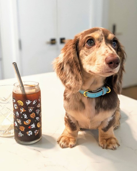  Big Personality – Dachshund Puppies Available