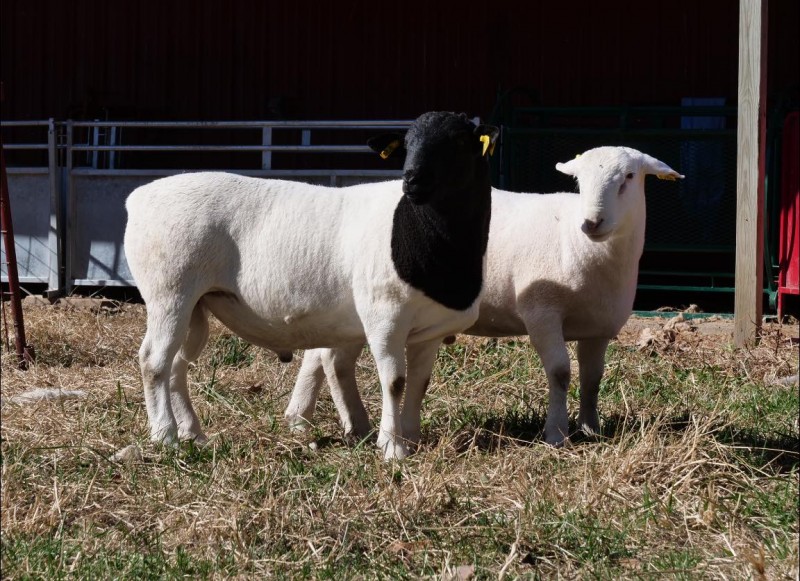 sheep and goat for sale 